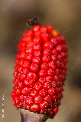 Red bunch of fruit ripe of Jack in the pulpit (Mamushigusa), close up macro photography. photo