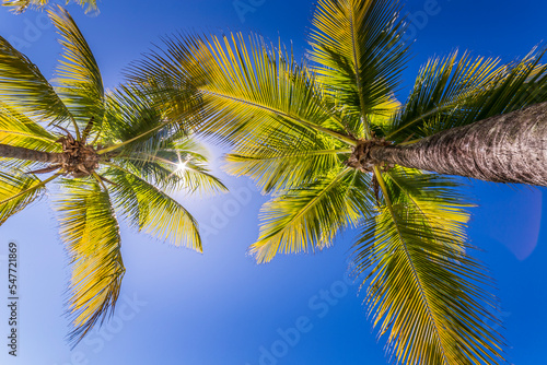 Tropical paradise  idyllic caribbean palm trees with sunbeam in Punta Cana