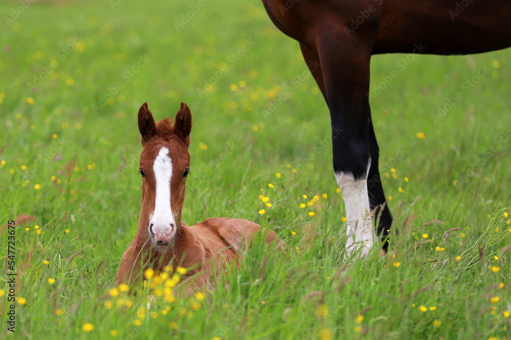 Obraz premium a beautiful chestnut foal lying on the background of a green meadow