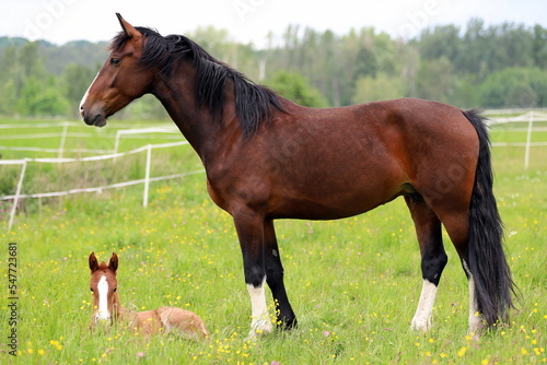   a beautiful chestnut foal and a bay mare guarding it lying on the background of a green meadow © Daria