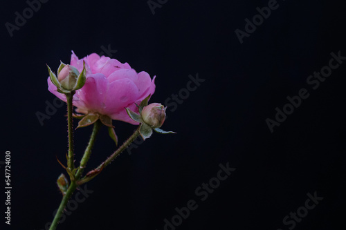 Beautiful pink rose blossom on black dark background and with copyspace 