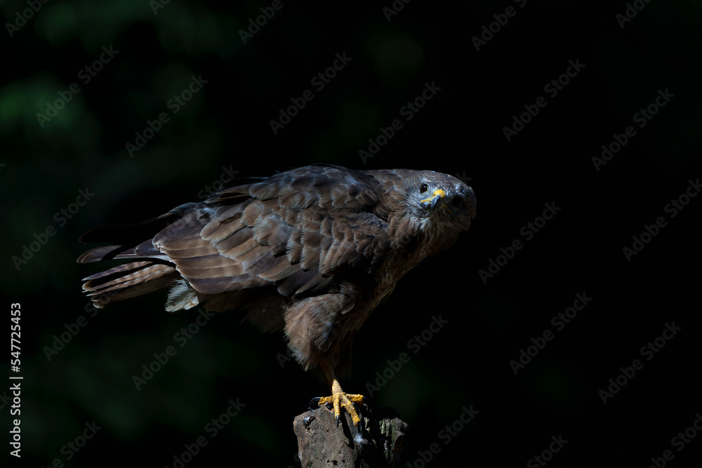 Obraz premium Common Buzzard (Buteo buteo) searching for food in the forest of Noord Brabant in the Netherlands. Black background