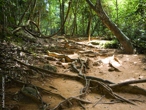 Tropical forests are intertwined with branches and roots. Dense thickets of forests cover about half of the territory of Cambodia. Among the valuable species are sal, rosewood, red, sandalwood.