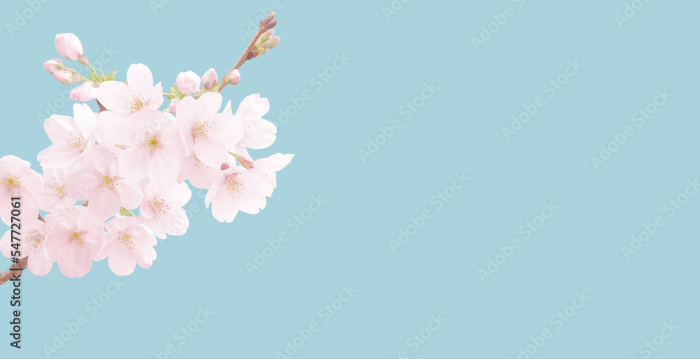 Fototapeta premium 桜 イラスト リアル 背景