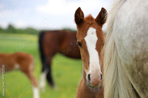 beautiful chestnut foal hiding behind a gray mare against the background of a green meadow with other horses