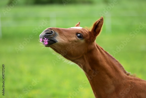 beautiful chestnut foal with a flower in its mouth against the background of a green meadow photo