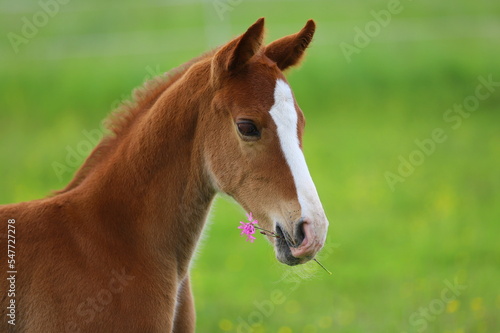 Leinwand Poster beautiful chestnut foal with a flower in its mouth against the background of a g