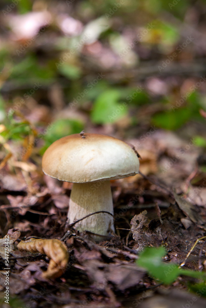 Boletus mushroom in the wild. Porcini mushroom grows on the forest floor at autumn season.. Boletus mushroom in the wild. Porcini mushroom grows on the forest floor at autumn season..