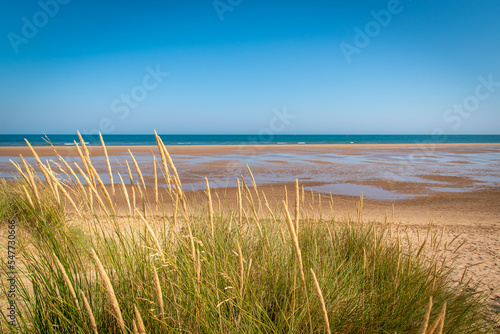 Fototapeta Naklejka Na Ścianę i Meble -  grass on the beach