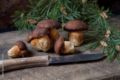 A lot of Imleria Badia or Boletus badius mushrooms commonly known as the bay bolete and knife on vintage wooden background..
