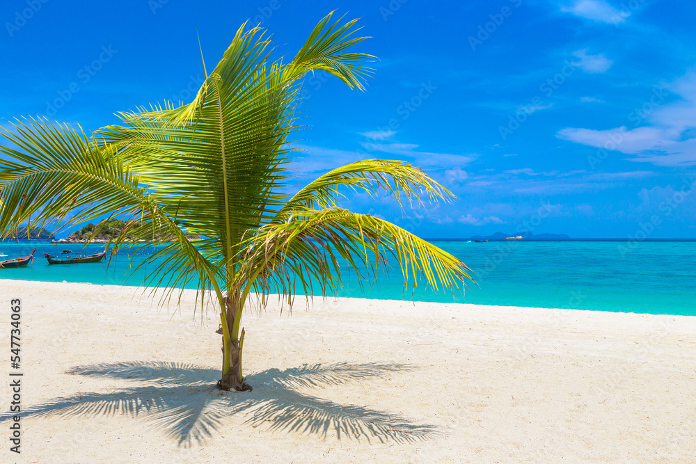 Obraz premium Single palm tree on beach