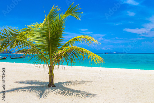 Fototapeta Naklejka Na Ścianę i Meble -  Single palm tree on beach