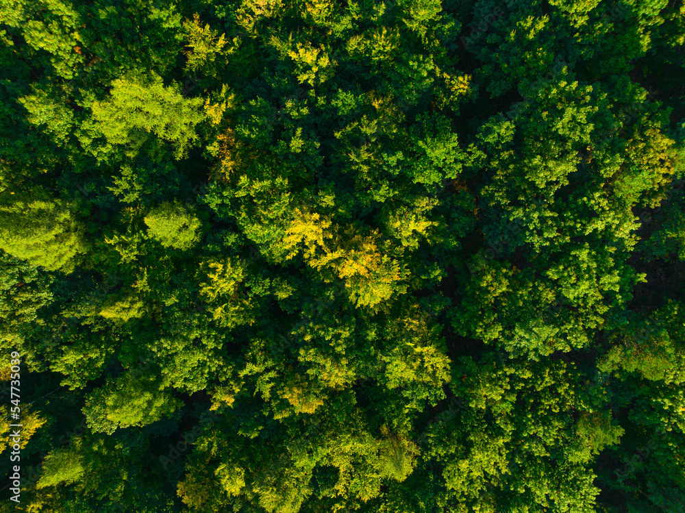 A view from the air on huge areas of the forest. Forest landscape concept, big forest. Environmental protection, care for nature. A view from the air on huge areas of the forest. Forest landscape concept, big forest. Environmental protection, care for nature.