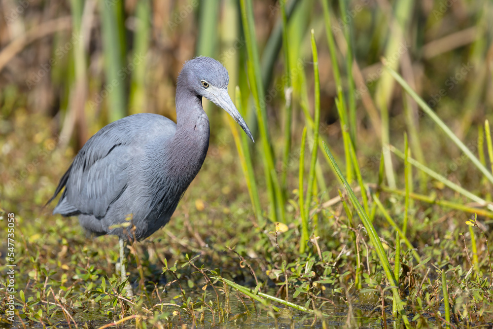 Naklejka premium A little blue heron (Egretta caerulea), a type of wading bird, walks through a green marsh in Sarasota County, Florida