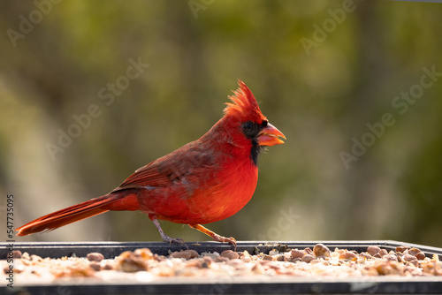 A northern cardinal (Cardinalis cardinalis), a bright red bird, visits a feeder in Sarasota County, Florida. © Hayley Rutger