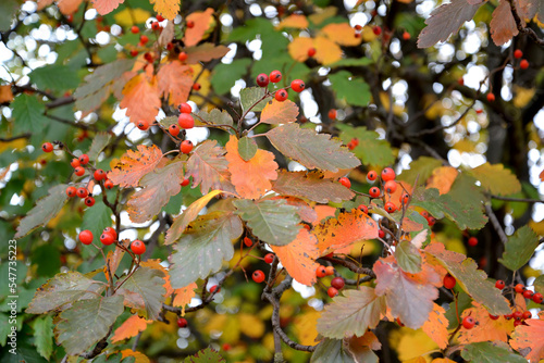 Autumn leaves and fruits of Scandinavian mountain ash (Sorbus intermedia (Ehrh.) Pers.)