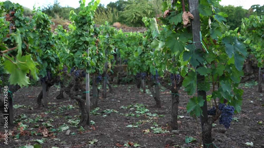 Close-up of vine growing in vineyard. Tasty fresh juicy grapes covered in leaves ready for harvest. Beautiful view of wine production at winery during sunny day. Close-up of vine growing in vineyard. Tasty fresh juicy grapes covered in leaves ready for harvest. Beautiful view of wine production at winery during sunny day.
