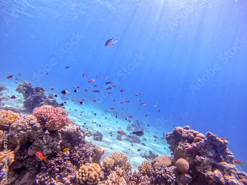 Underwater life of reef with corals  shoal of Lyretail anthias  Pseudanthias squamipinnis  and other kinds of tropical fish. Coral Reef at the Red Sea  Egypt.
