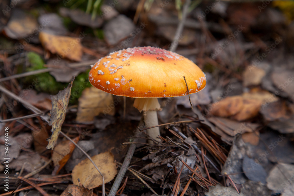 Amanita Muscaria, commonly known as the Fly Fgaric or fly amanita. Amanita Muscaria, commonly known as the Fly Fgaric or fly amanita.