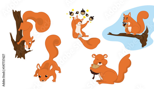 Set of cute squirrel vector illustration