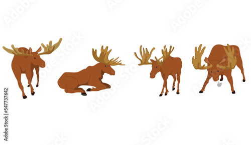Wild moose in 4 action
