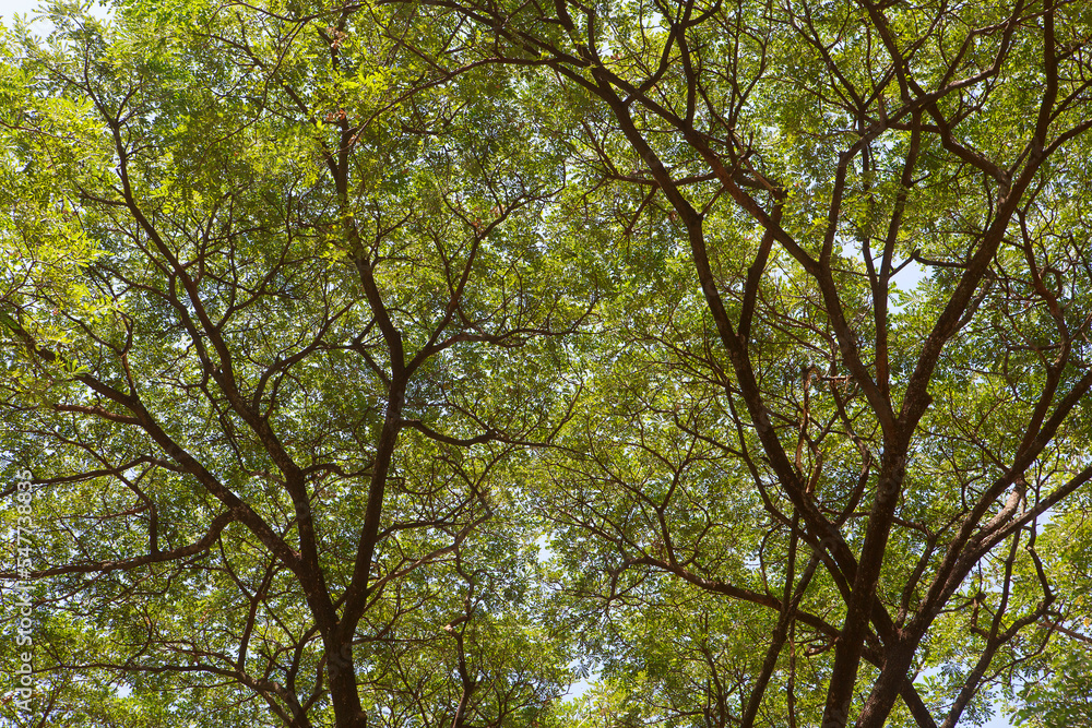 Rain tree background. Nature background concept.