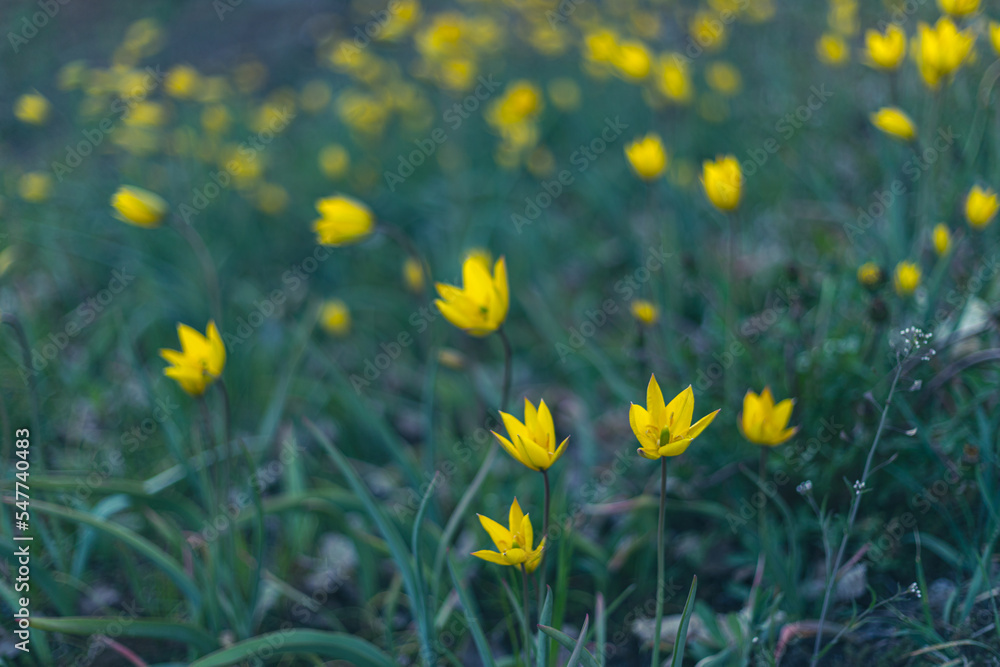 Fototapeta premium Green field with yellow wild tulips, close-up photo. Spring landscape.