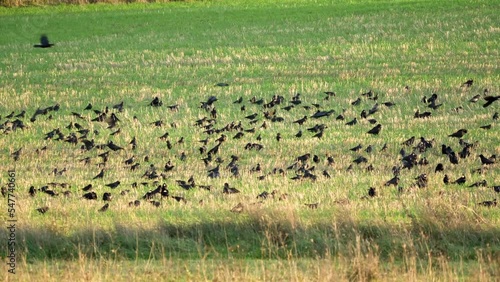 a grass meadow full of cantankerous rooks (Corvus frugilegus) and squabbling jackdaws (Corvus monedula)  