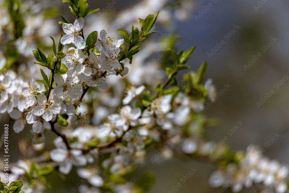plum tree flowers blossom in orchard