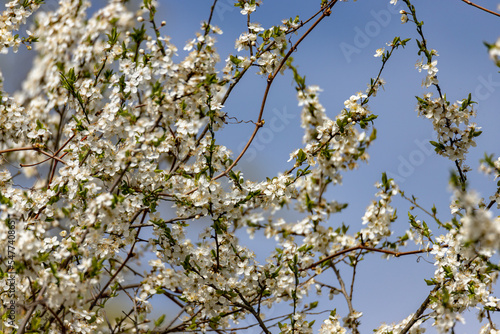 plum tree flowers blossom in orchard © Neils