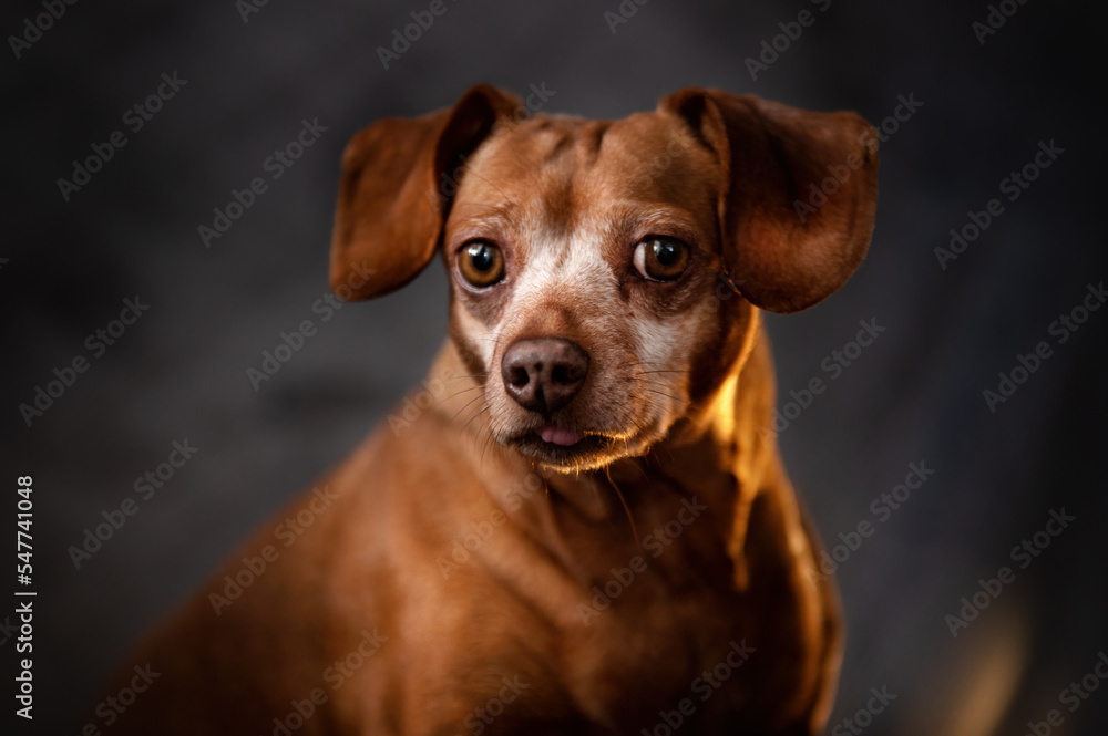 portrait of a dachshund mix