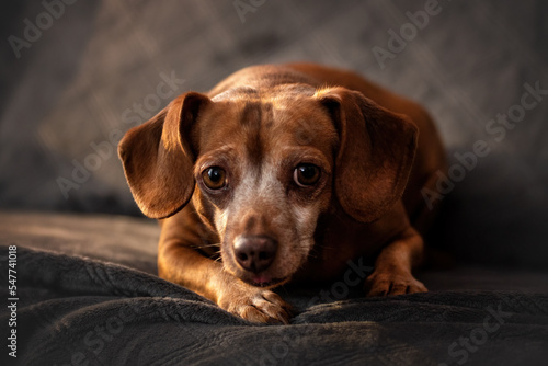 portrait of a dachshund mix © Кристина Чижмар