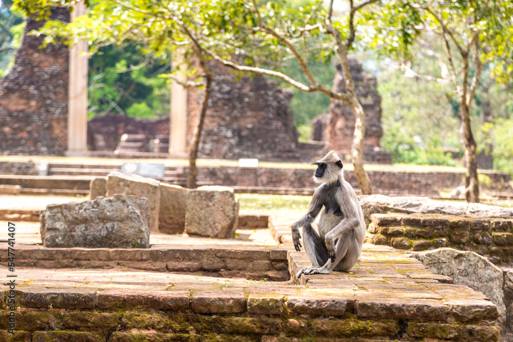Obraz premium Monkey in Anuradhapura