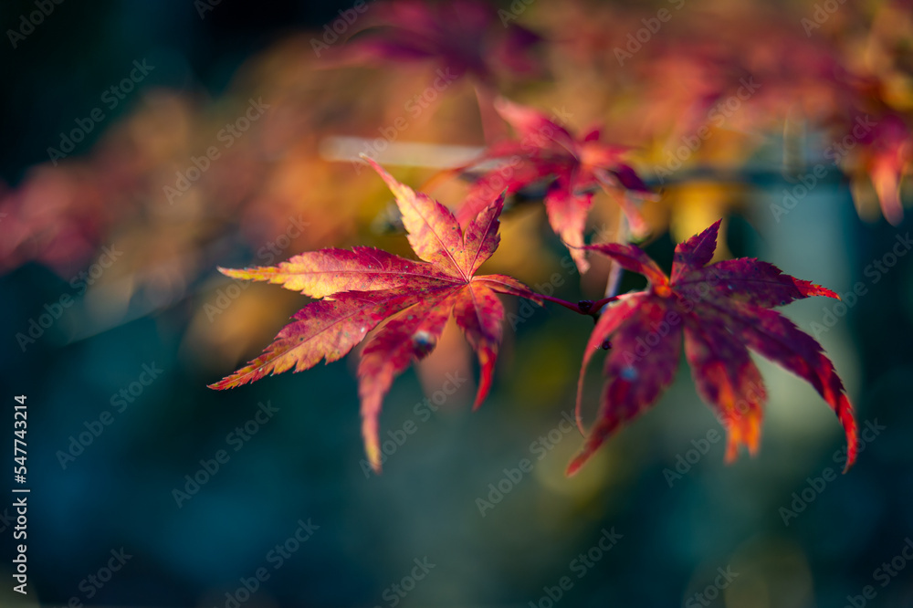もみじ紅葉 もみじ紅葉