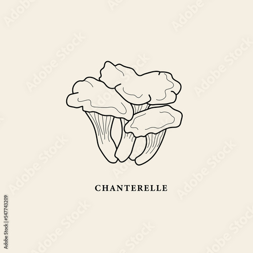 Line art chanterelle mushroom illustration