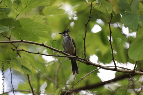 Crested bulbul (pycnonotus jocosus) perched on a tree branch photo