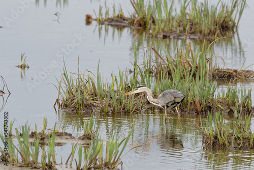 heron cendré - ardea cinérea,