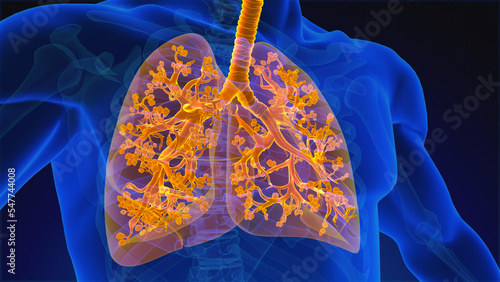 Fotografía Human Respiratory System Lungs Anatomy