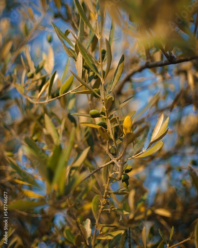 Vertical closeup of the tree branches with olives growing in the field on a sunny day