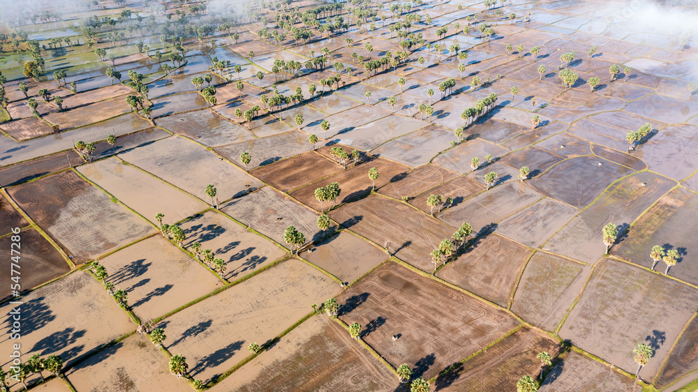 Fototapeta premium Beauty rice terrace with Sugar palms on sunset