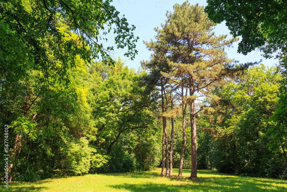 Naklejka premium Beautiful pine trees on the territory the dendrological garden of the unique Askania Nova reserve. Kherson region. Ukraine