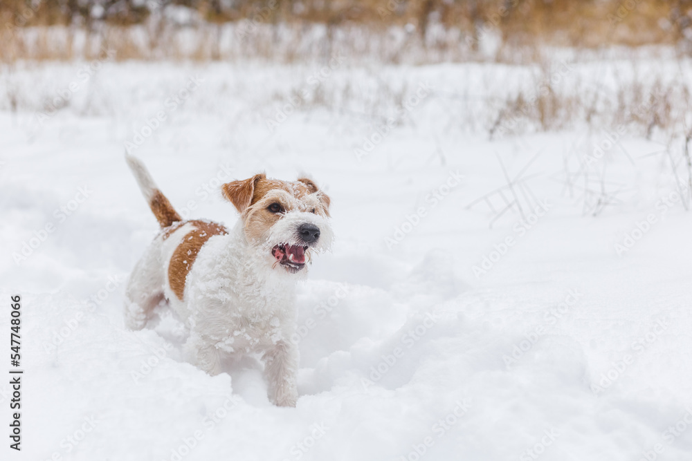 A wirehaired Jack Russell Terrier stands in the snow on a cloudy day. Dog in winter. Blurred background for the inscription