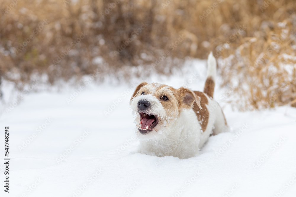 A wirehaired Jack Russell Terrier stands in the snow on a cloudy day. Dog in winter. Blurred forest background from trees for an inscription A wirehaired Jack Russell Terrier stands in the snow on a cloudy day. Dog in winter. Blurred forest background from trees for an inscription