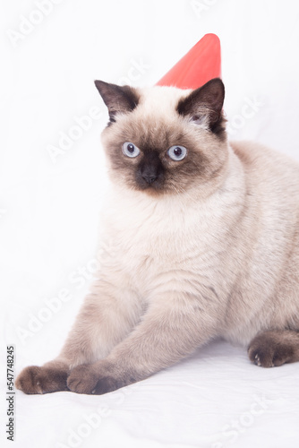 Cute funny cat  at home on Christmas, happy new year © murat