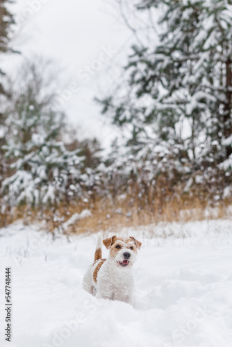 Wirehaired Jack Russell Terrier stands in the snow on a cloudy day. Dog in winter. Blurred forest background from trees for an inscription
