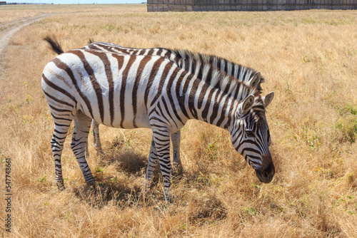 Zebras in the Ukrainian steppe on the territory of the national nature reserve  Askania Nova . Kherson region  Ukraine