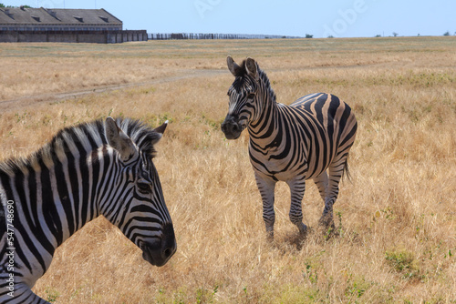 Zebras in the Ukrainian steppe on the territory of the national nature reserve  Askania Nova . Kherson region  Ukraine