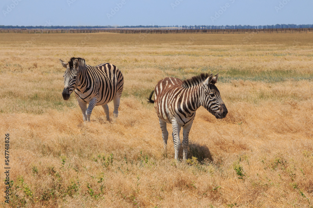 Zebras in the Ukrainian steppe on the territory of the national nature reserve Zebras in the Ukrainian steppe on the territory of the national nature reserve