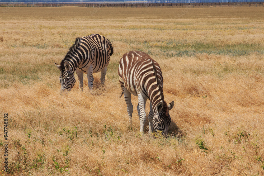 Fototapeta premium Zebras in the Ukrainian steppe on the territory of the national nature reserve 