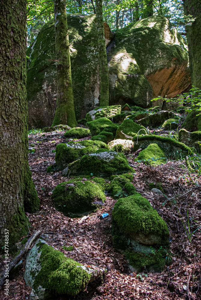 Fototapeta premium Passeggiata nel bosco